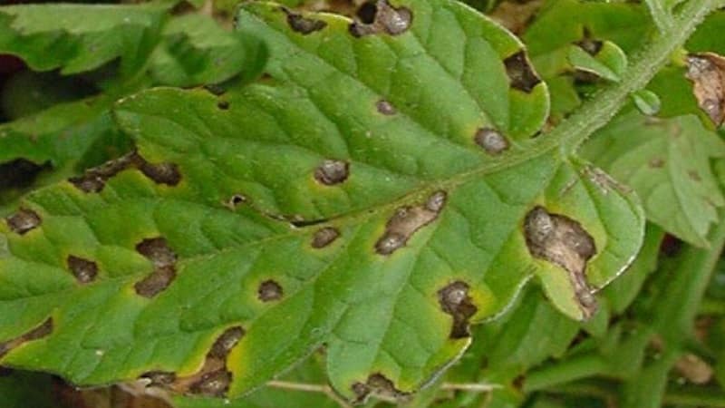 We fight cladosporiosis of tomatoes in a greenhouse easily and effectively: the best methods and recommendations of summer residents with experience