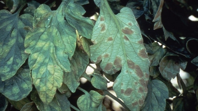We fight cladosporiosis of tomatoes in a greenhouse easily and effectively: the best methods and recommendations of summer residents with experience