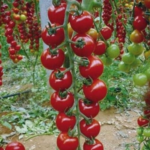Long vines strewn with delicious tomatoes - Rapunzel tomato: description, photo and growing instructions