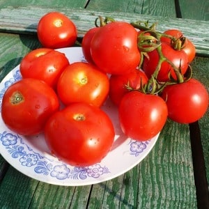 High-yielding hybrid tomato Alhambra, pleasing with large juicy fruits and resistant to diseases
