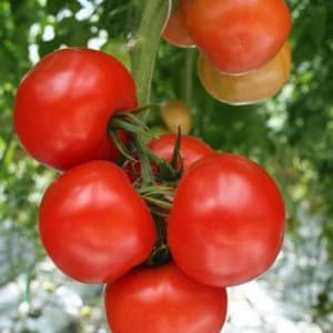 High-yielding hybrid tomato Alhambra, pleasing with large juicy fruits and resistant to diseases