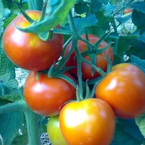 High-yielding hybrid tomato Alhambra, pleasing with large juicy fruits and resistant to diseases