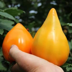 Record holder for the content of nutrients - Orange Heart tomato