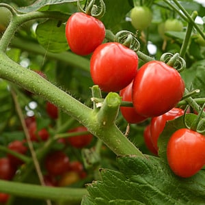 A variety with an appetizing name - Strawberry tomato: grow it correctly and collect up to 5 kg per bush