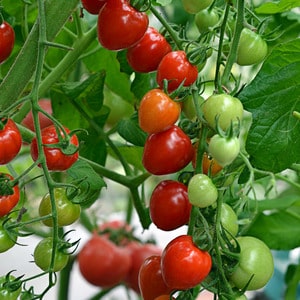 A variety with an appetizing name - Strawberry tomato: grow it correctly and collect up to 5 kg per bush