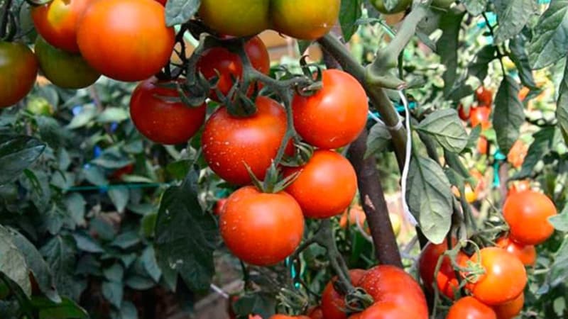 The Andromeda tomato, popular and beloved by summer residents: we grow and enjoy a rich harvest