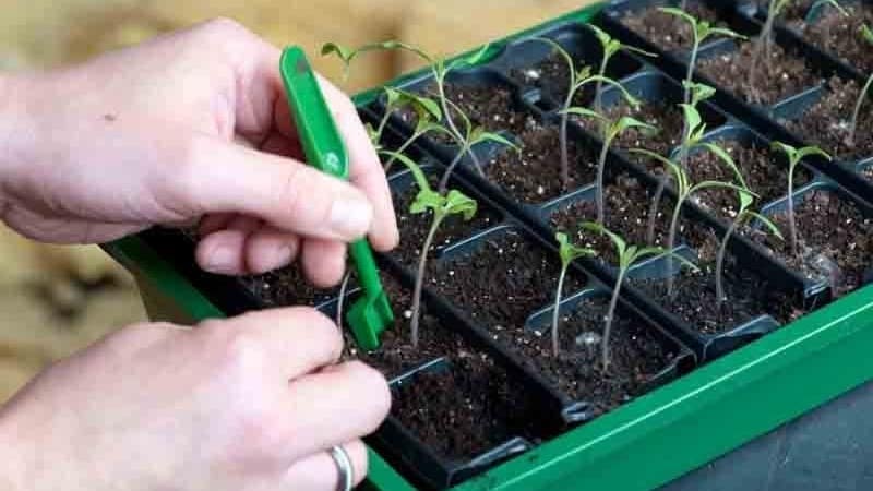 The Andromeda tomato, popular and beloved by summer residents: we grow and enjoy a rich harvest