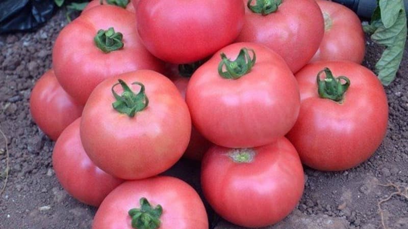 The Andromeda tomato, popular and beloved by summer residents: we grow and enjoy a rich harvest