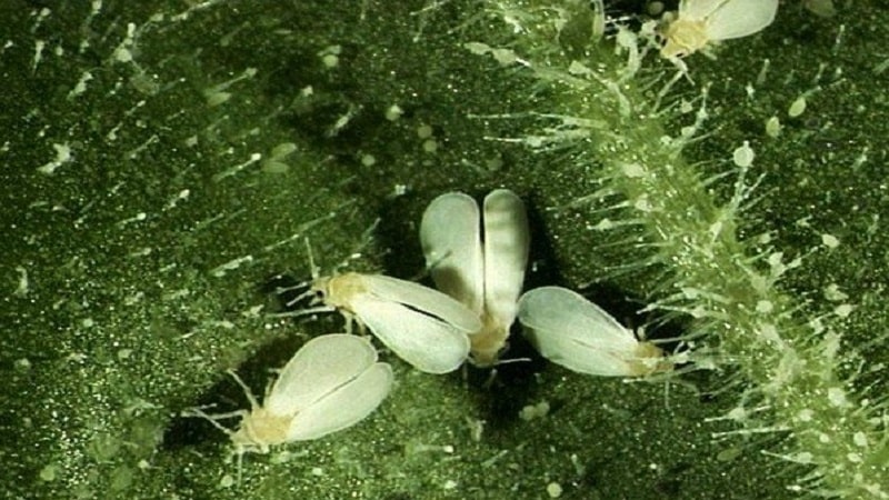 What to do if there are white midges on tomatoes and how to deal with them: the most effective methods