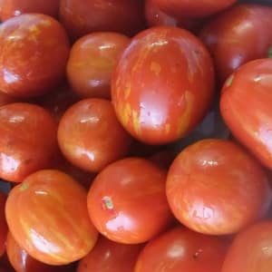 A striking representative of the new cocktail type is the Easter Egg tomato: a full review