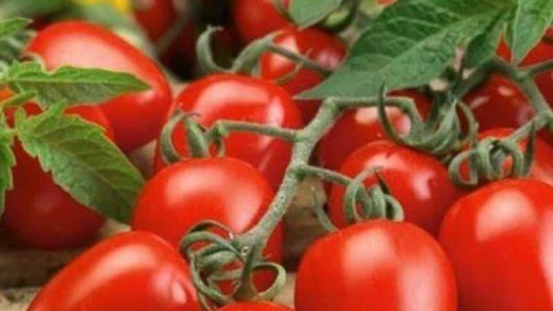 An unpretentious tomato Marusya with excellent taste: we grow it ourselves and enjoy the harvest