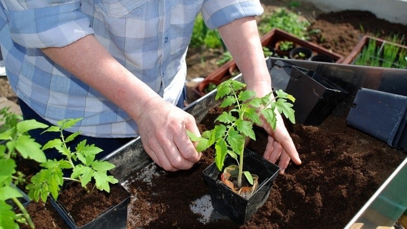 An unpretentious tomato Marusya with excellent taste: we grow it ourselves and enjoy the harvest
