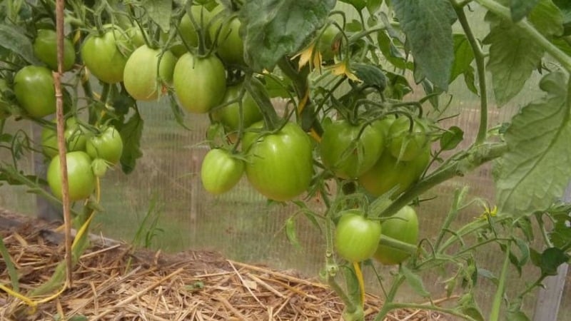 An unpretentious tomato Marusya with excellent taste: we grow it ourselves and enjoy the harvest