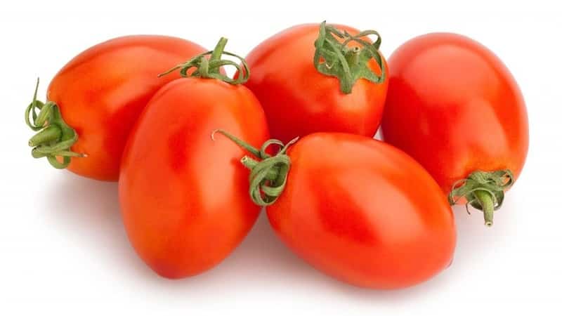 An unpretentious tomato Marusya with excellent taste: we grow it ourselves and enjoy the harvest