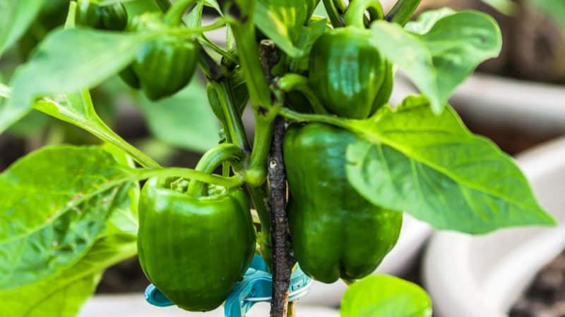 The benefits and harms of green bell peppers for the health of women, men and children
