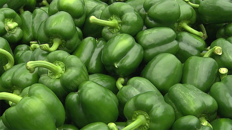 The benefits and harms of green bell peppers for the health of women, men and children