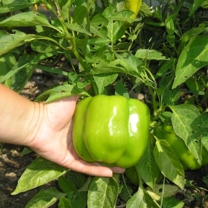 The benefits and harms of green bell peppers for the health of women, men and children