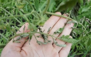 Description of Pineapple variety tomatoes: features of their cultivation in open and closed ground