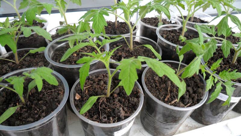 What is good and why it is worth growing the early-ripening, high-yielding and disease- and weather-resistant Moskvich tomato