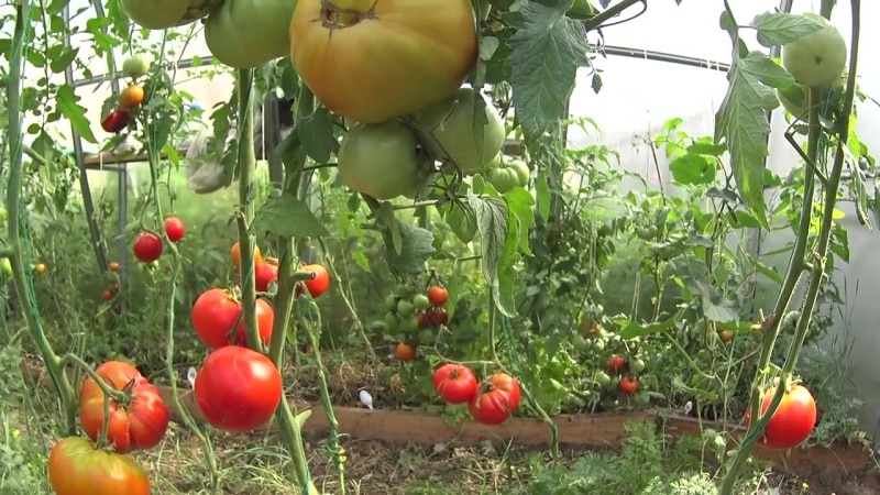 What is good and why it is worth growing the early-ripening, high-yielding and disease- and weather-resistant Moskvich tomato