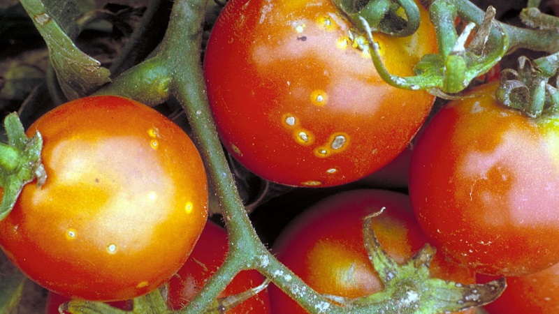 How dangerous is bacterial canker of tomatoes and how to fight it on your own: folk methods and advice from experienced summer residents