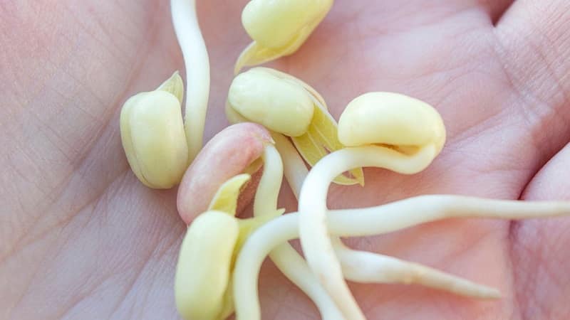 What are the benefits of bean sprouts, how to sprout them correctly and cook them deliciously