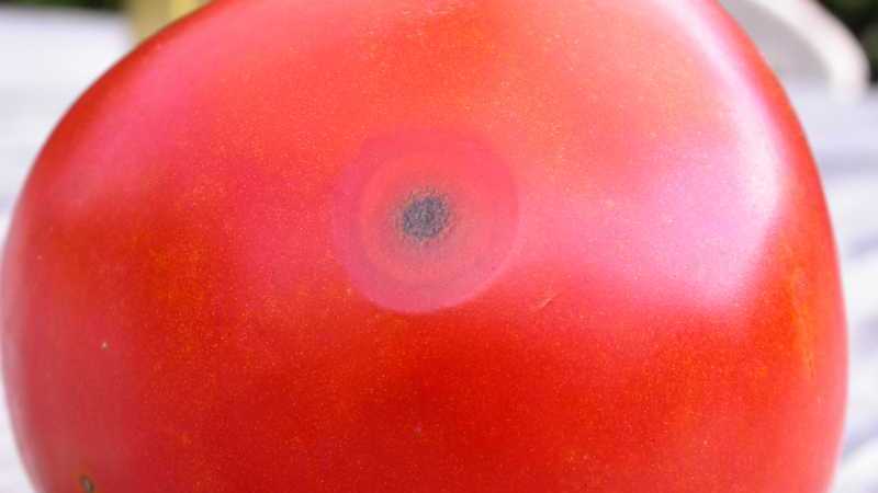Why is tomato anthracnose so scary: we study the disease and effectively fight it ourselves