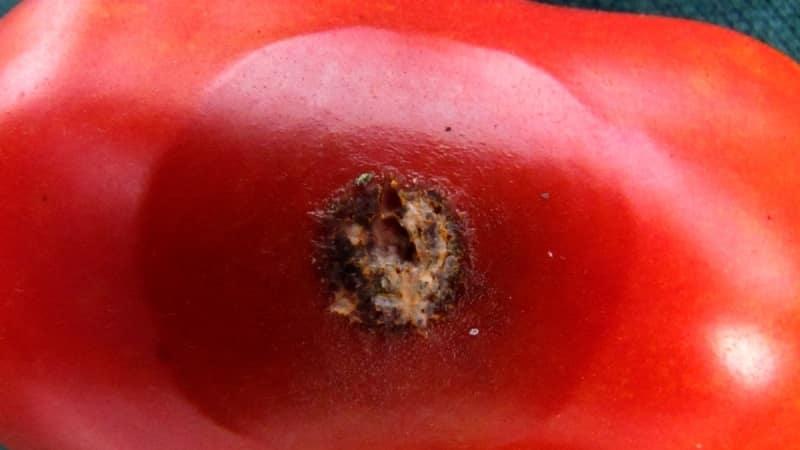 Why is tomato anthracnose so scary: we study the disease and effectively fight it ourselves