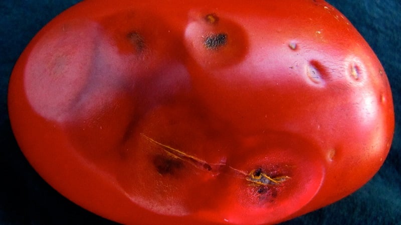 Why is tomato anthracnose so scary: we study the disease and effectively fight it ourselves
