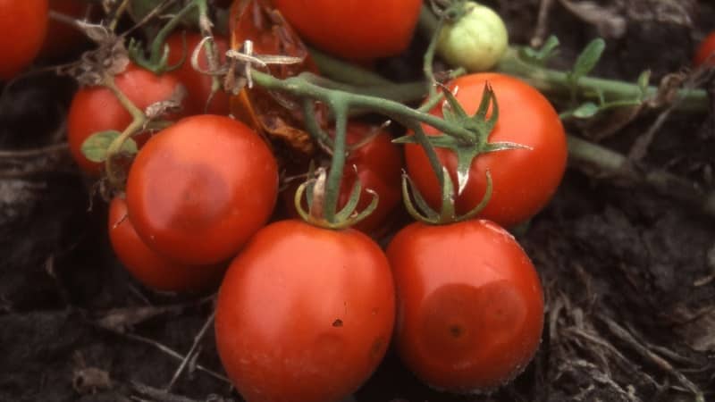 Why is tomato anthracnose so scary: we study the disease and effectively fight it ourselves