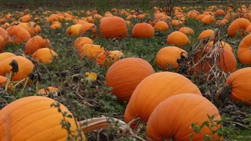 What to plant after pumpkin next year: rules of crop rotation and useful recommendations for creating beds