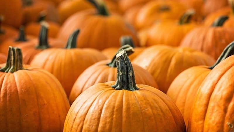What to plant after pumpkin next year: rules of crop rotation and useful recommendations for creating beds