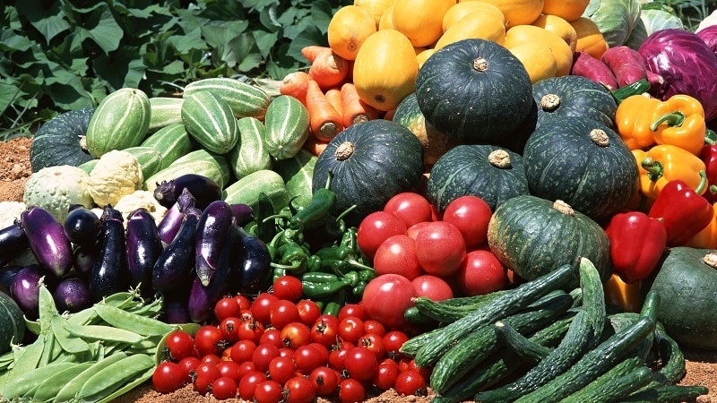 What to plant after pumpkin next year: rules of crop rotation and useful recommendations for creating beds