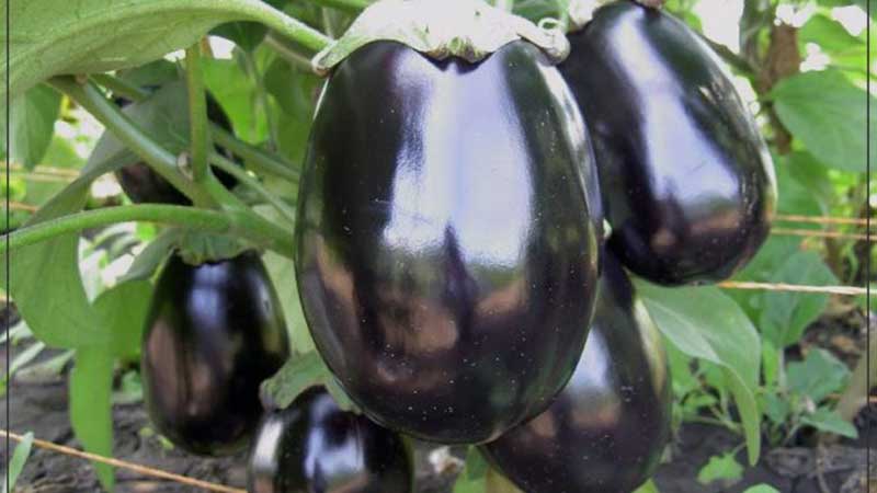 What is an eggplant - is it a berry or a vegetable: let’s figure it out together and get to know the plant better