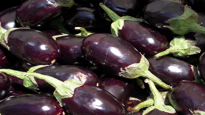 What is an eggplant - is it a berry or a vegetable: let’s figure it out together and get to know the plant better