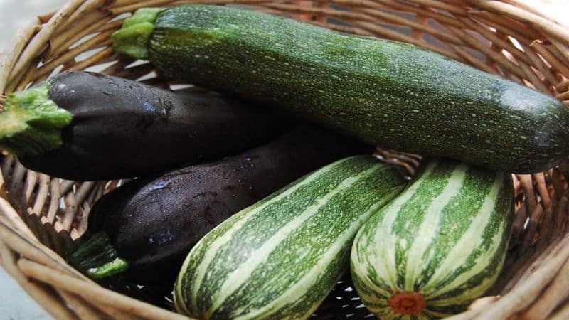 What are zucchini squash: let’s get to know the species, grow it on our own plot and use it for delicious dishes