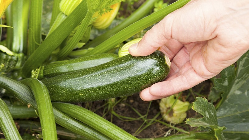 What are zucchini squash: let’s get to know the species, grow it on our own plot and use it for delicious dishes