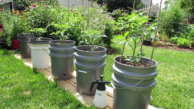 What is a nepas (non-grafting) tomato, why is it good, how is it grown and which varieties are considered the best