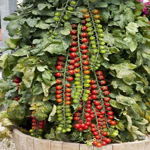 Long vines strewn with delicious tomatoes - Rapunzel tomato: description, photo and growing instructions