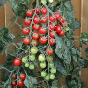 Long vines strewn with delicious tomatoes - Rapunzel tomato: description, photo and growing instructions