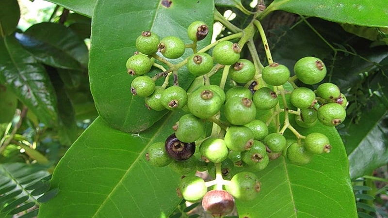 Are allspice and black pepper the same thing?