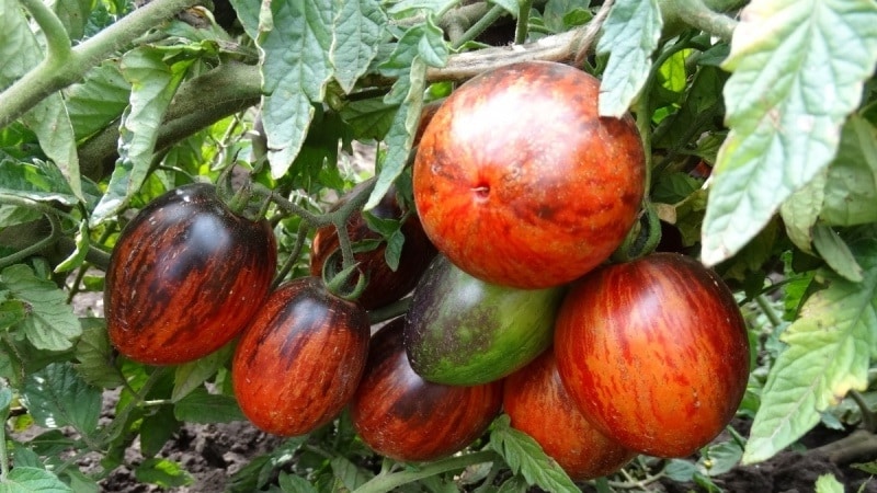 An exotic variety with a unique appearance - the Gargamel tomato and the intricacies of its cultivation
