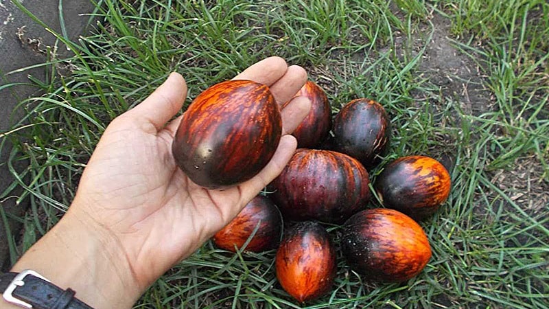 An exotic variety with a unique appearance - the Gargamel tomato and the intricacies of its cultivation