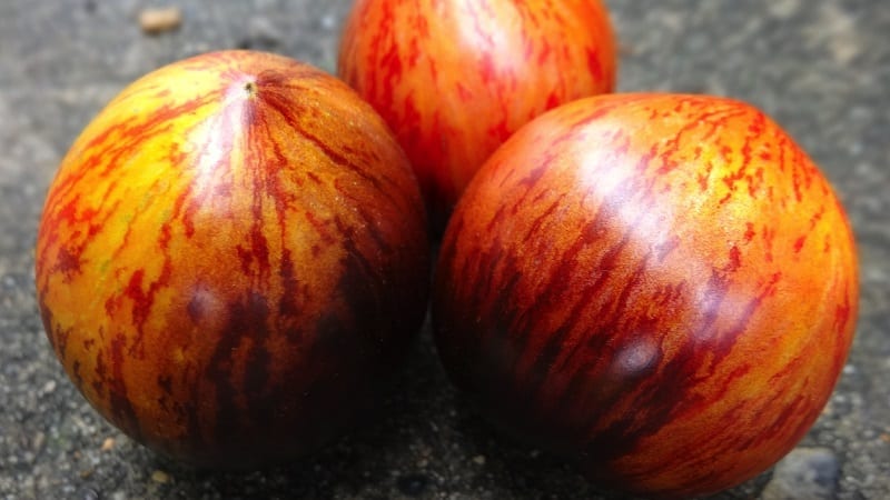 An exotic variety with a unique appearance - the Gargamel tomato and the intricacies of its cultivation
