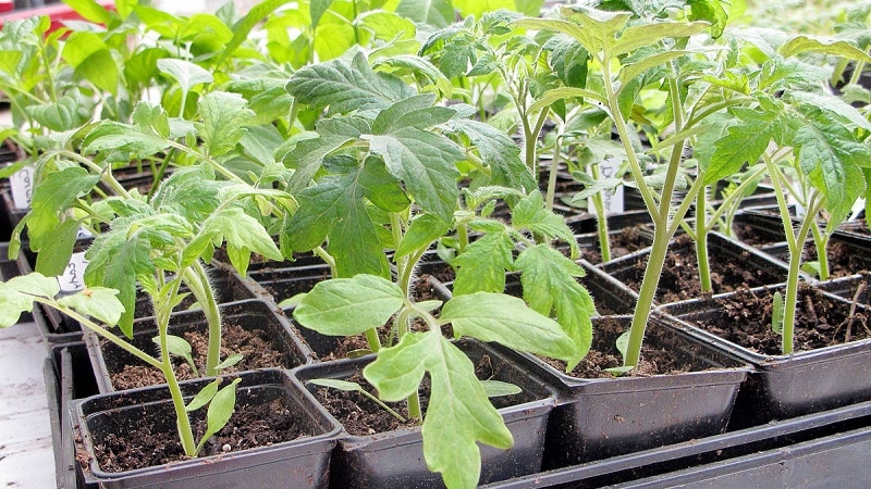 An exotic variety with a unique appearance - the Gargamel tomato and the intricacies of its cultivation