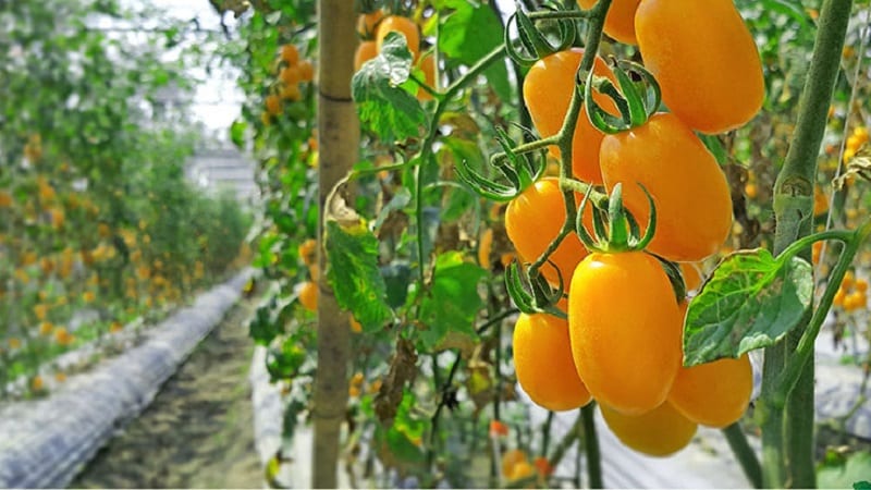 Fulfills the wishes of summer residents for a rich harvest - the Goldfish tomato and the secrets of its cultivation