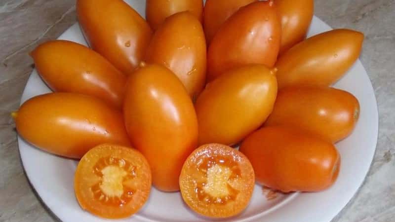 Fulfills the wishes of summer residents for a rich harvest - the Goldfish tomato and the secrets of its cultivation