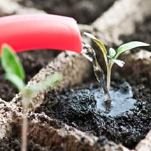 Fulfills the wishes of summer residents for a rich harvest - the Goldfish tomato and the secrets of its cultivation