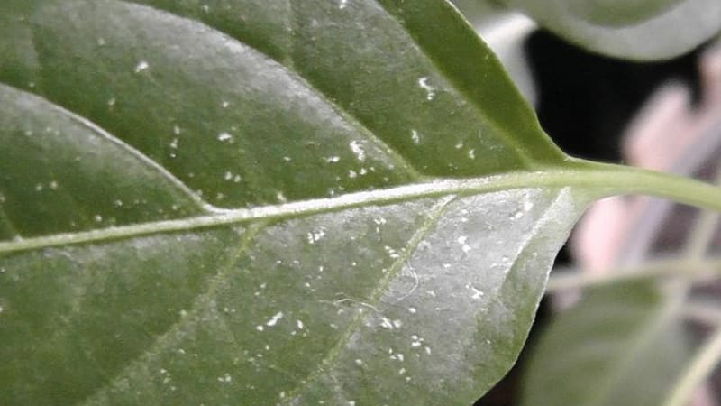 How to deal with spider mites on pepper seedlings: effective methods for quickly defeating the pest