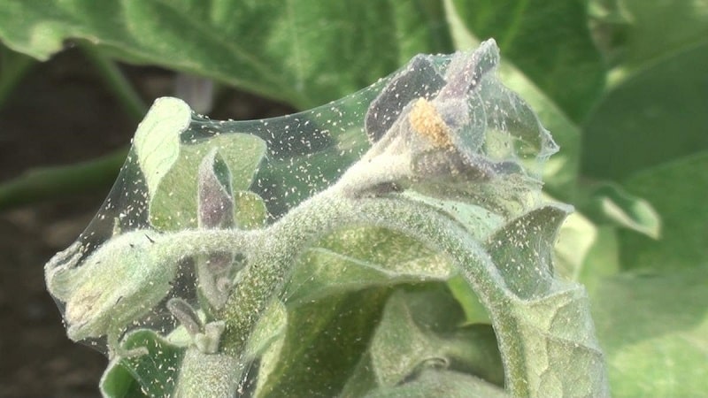 How to deal with spider mites on pepper seedlings: effective methods for quickly defeating the pest